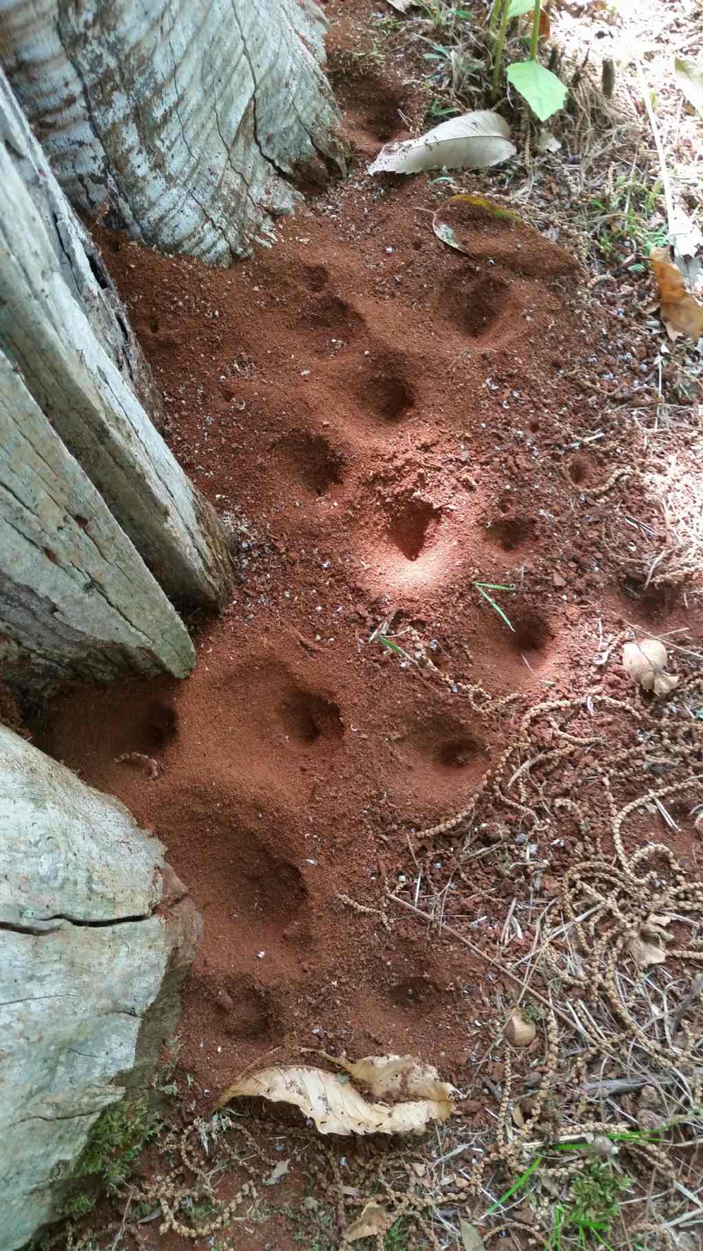 Trappole di formicaleone? No, di larve di ditteri Vemileonidae:  Vermileo sp.